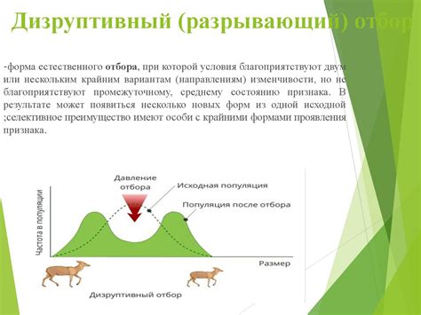 Естественный отбор и адаптация