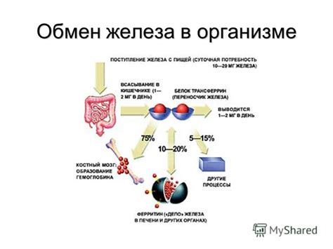 Железо в биологии