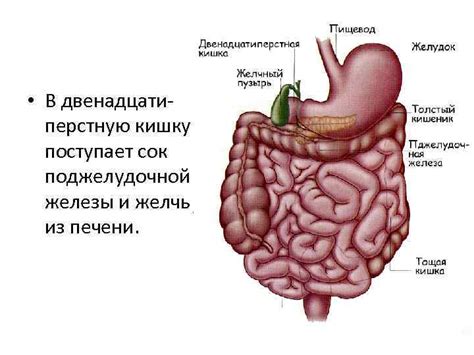 Желудок и кишечник: пищеварение и забота о нем