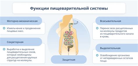 Желудочное пищеварение. Процесс разложения пищи