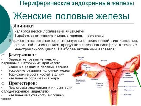 Женские половые гормоны и снижение уровня негативных мыслей