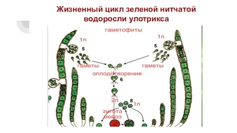 Жизненный цикл зеленой травы и цветов