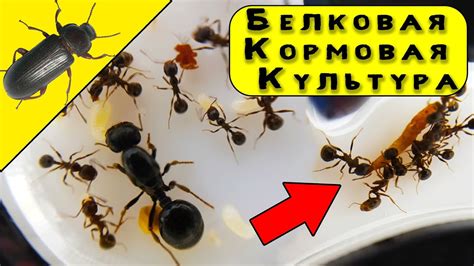 Жук знахарь: кормление и уход