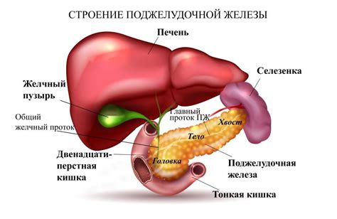 Заболевания поджелудочной железы