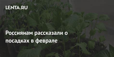 Забота о посадках чеснока во время зимы