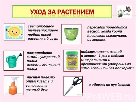 Забота о растениях в огороде: питательные добавки и обрезка