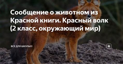 Загадочный смысл: каково предназначение сновидения о животном?