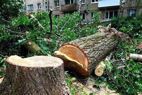 Законодательство о спиле деревьев в Балахне