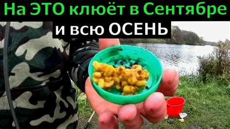 Запах и вкус червя для карася