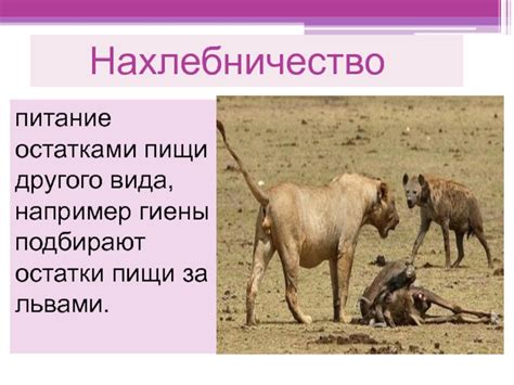 Запутанные связи в сновидениях гиены