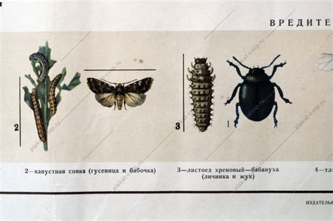 Заражение вредителями: регулярно осматривайте растение и боритесь с вредителями