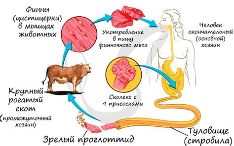 Заражение червями в процессе производства