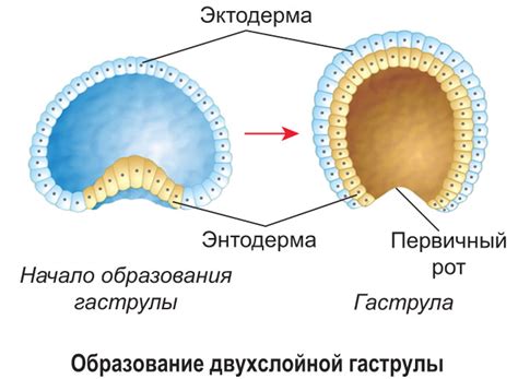 Зародышевый этап