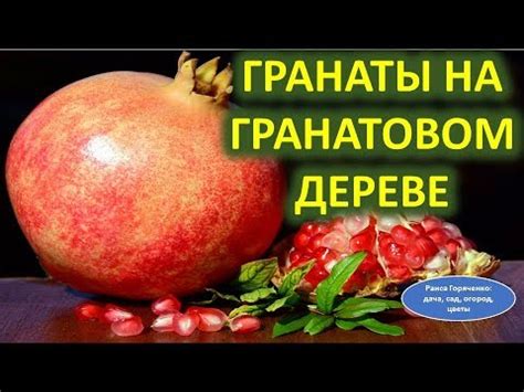 Зачем обратить внимание на сновидения о гранатовом дереве?