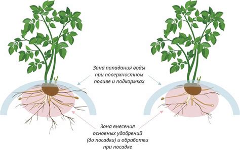 Защита корней картофеля