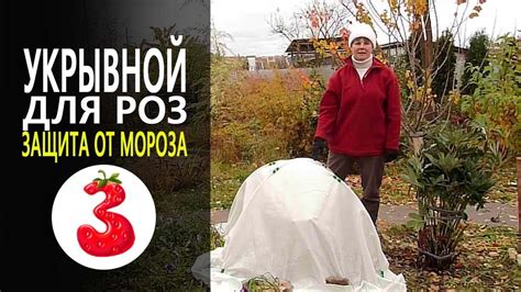 Защита роз от зимних морозов на Урале