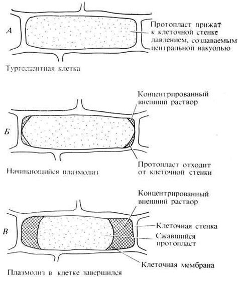 Защитная оболочка клетки: структура и функции