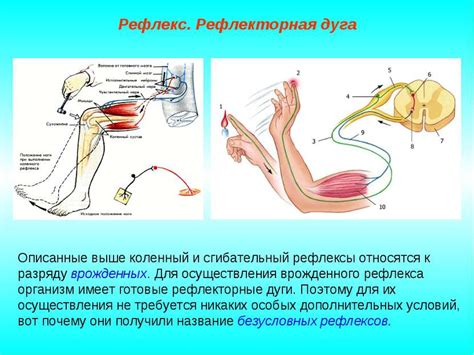 Защитная реакция и рефлекс