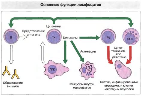 Защитная функция лимфоцитов