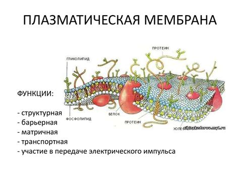 Защитная функция плазматической мембраны