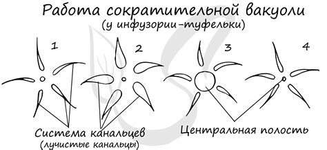 Защитные механизмы морских простейших без сократительной вакуолы