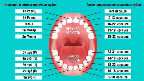 Здоровая питательность для содействия процессу прорезывания зубов у детей