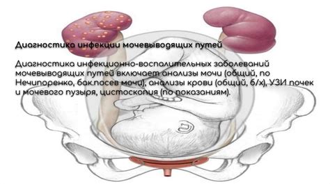 Здоровье и болезни органов мочеполовой системы