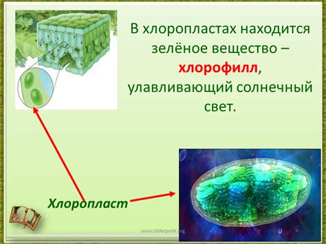 Зеленые водоросли: где находится хлорофилл?