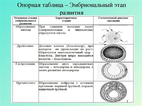 Зигота: стадии и процессы