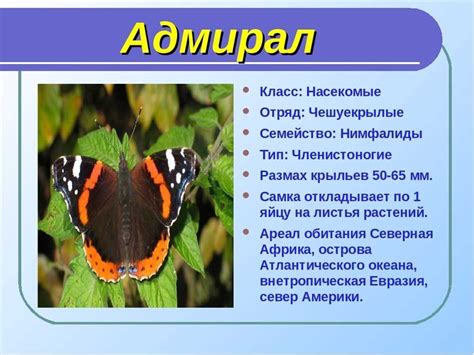 Зимняя жизнь бабочек: как они справляются с холодом