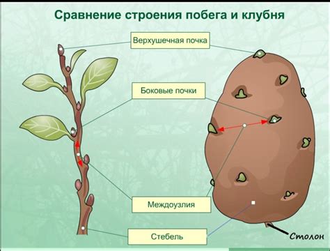 Знаки снов: что говорит о вырытии большого клубня картофеля?