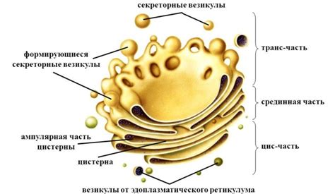 Значение аппарата Гольджи в клетках желез внутренней секреции