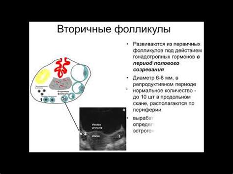 Значение атипичных клеток плоского эпителия