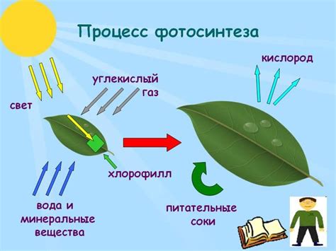 Значение воды для процесса фотосинтеза