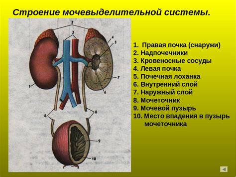 Значение выделительной системы