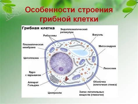 Значение грибной клетки в экосистеме