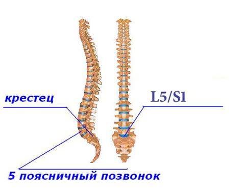 Значение диагностики в падении на задние ноги