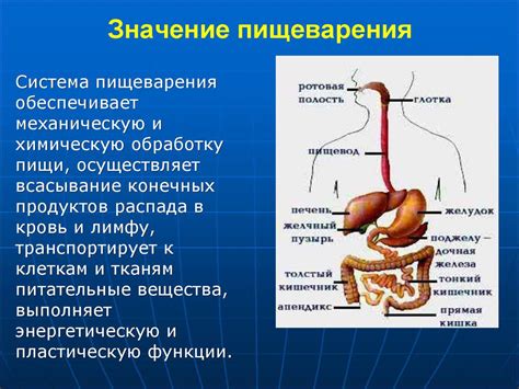 Значение жевания и пищеварительной системы