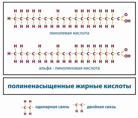 Значение жирных кислот для здоровья