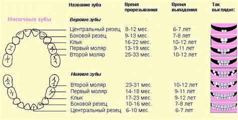 Значение зубов в мире сновидений