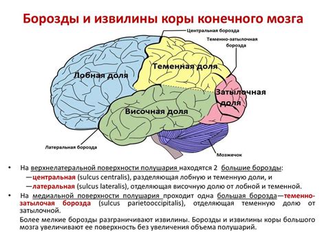 Значение игры и образования в формировании префронтальной коры головного мозга