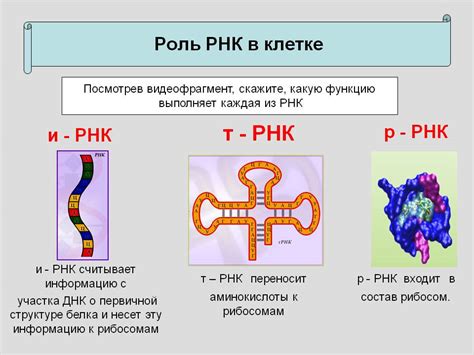 Значение изучения синтеза РНК в научных и медицинских исследованиях