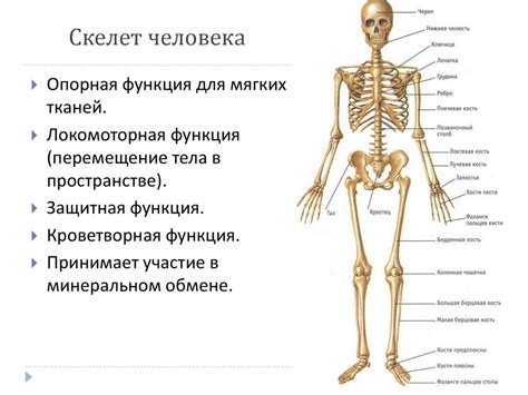 Значение изучения строения организма