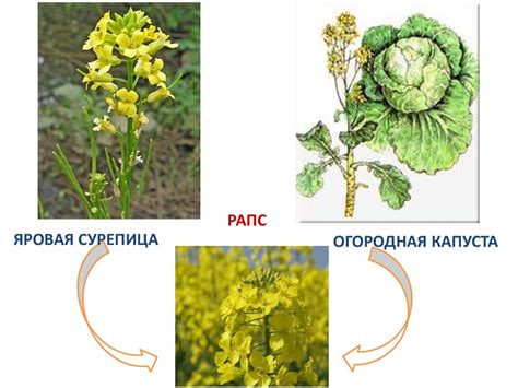 Значение искусственного отбора