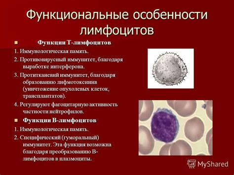 Значение и функции простых лимфоцитов