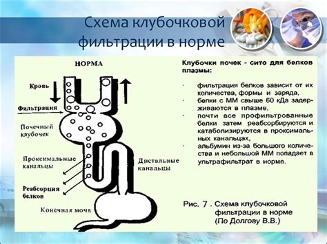 Значение клубочковой фильтрации: