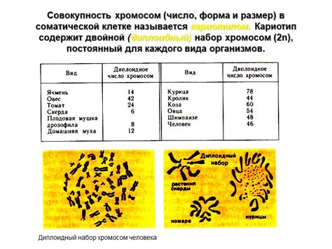 Значение количества хромосом в соматической клетке