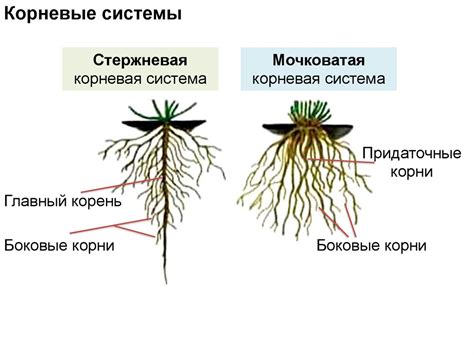 Значение корневой зоны