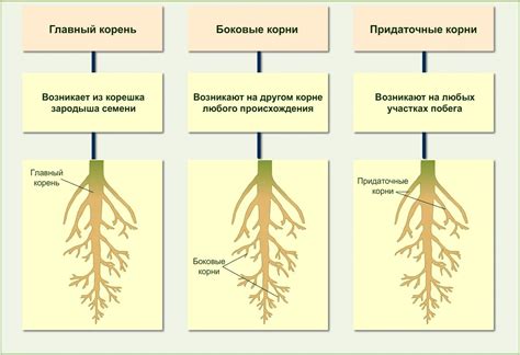 Значение корневой системы для экосистемы болота