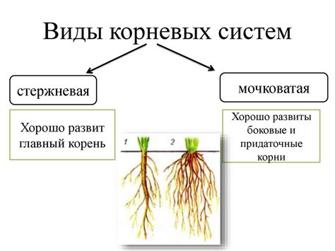 Значение корней в биологии